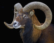 Mufflon-Portrait