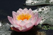 nenuphar au soleil