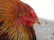 poule