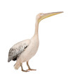 White Pelican - Pelecanus onocrotalus (18 months)
