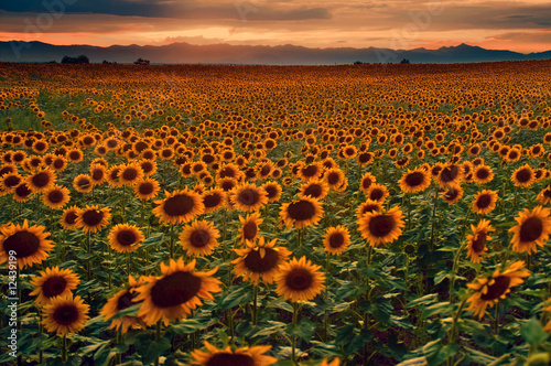 Photo: Sunflower Field at sunset with the Colorado Rocky Mountains Sunflower Field at sunset with the Colorado Rocky Mountains
