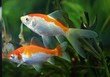 goldfisch