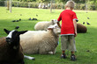Boy adn sheeps