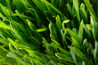 Grass 3