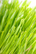 Grass 4