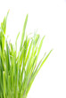 Grass 8