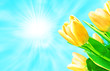 Beautiful spring flowers background