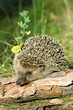 Hedgehog Hedgehog