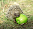 Hedgehog Hedgehog