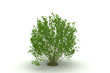 tree isolated (bush)