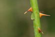 Thorns Thorns