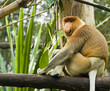 Proboscis Monkey