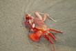 crab crab