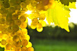 Yellow grapes Yellow grapes