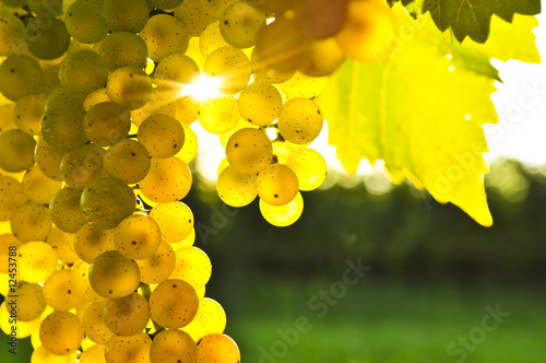 Foto: Yellow grapes Yellow grapes