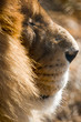 African Lion portrait African Lion portrait