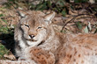 Eurasian Lynx
