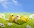 Little white Easter chicks and Painted Colorful Easter Egg