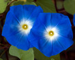 Dreifarbige Prunkwinde