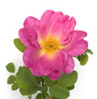 Strauchrose; Marguerita Hilling