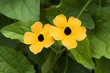 Schwarzäugige Susanne, Thunbergia alata,