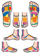 Pied Reflexologie 2