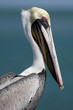 Brown Pelican (pelecanus occidentalis) Brown Pelican (pelecanus occidentalis)