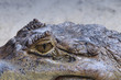 Reptilauge eines Kaimans