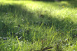 Herbe