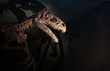 Skelett eines Dinosauriers mit gruseligen Schatten