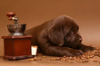 Chocolate puppy. Chocolate puppy.