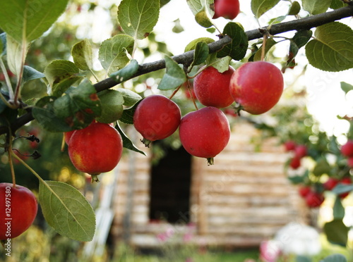 Photo: Apple Apple
