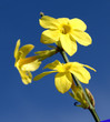 Winterjasmin