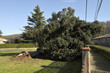 L'arbre déraciné