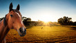 Photo en ligne au meilleur prix Golden Fields