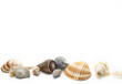 Muscheln