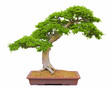 Bonsai Tree Bonsai Tree