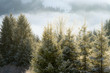 canvas print picture WKX23