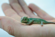 Baby Chamäleon auf einer Hand
