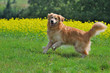 Golden retriever colza
