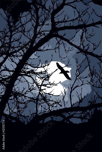 Photo: ravem midnight ravem midnight