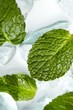Leaves of mint in ice