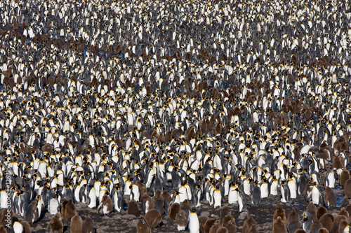Foto: Pinguinkolonie Pinguinkolonie