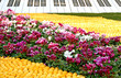 Fleurs Piano