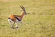 Thomson Gazelle Running in Serengeti Thomson Gazelle Running in Serengeti