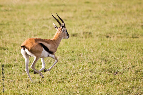 Photo: Thomson Gazelle Running in Serengeti Thomson Gazelle Running in Serengeti