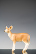 Brown doe in the studio