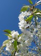 Frühlingsblüten