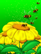 Api su Fiore-Bees on Flower-Abeilles sur Fleur