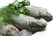 Photo: trout trout